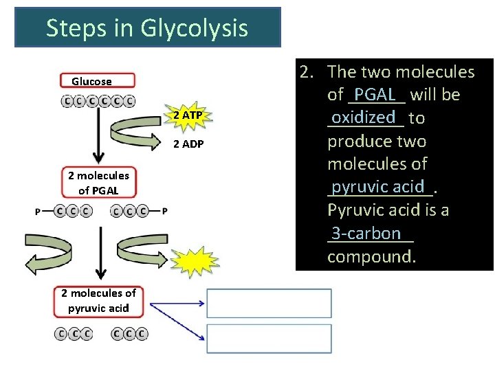 Steps in Glycolysis Glucose 2 ATP 2 ADP 2 molecules of PGAL 2 molecules