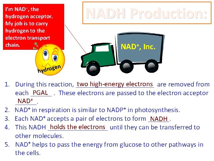 NADH Production: I’m NAD+, the hydrogen acceptor. My job is to carry hydrogen to