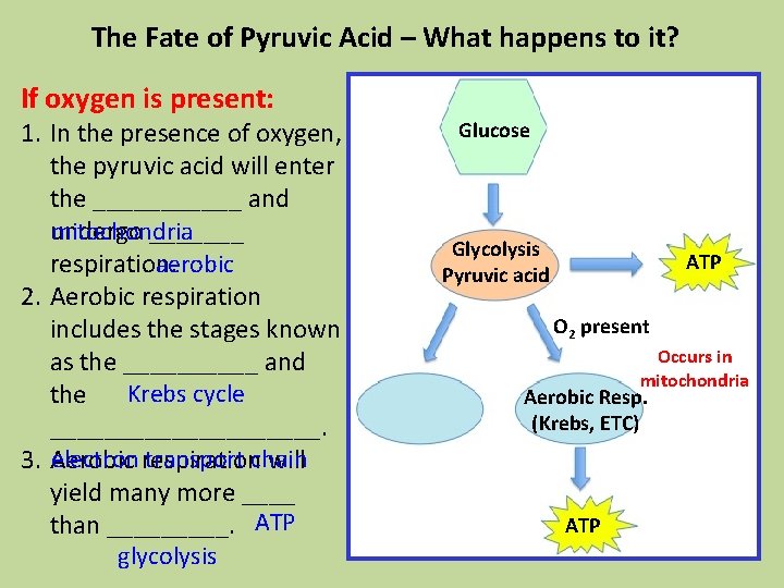 The Fate of Pyruvic Acid – What happens to it? If oxygen is present: