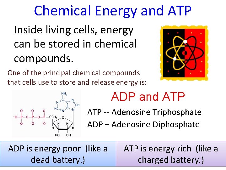 Chemical Energy and ATP Inside living cells, energy can be stored in chemical compounds.