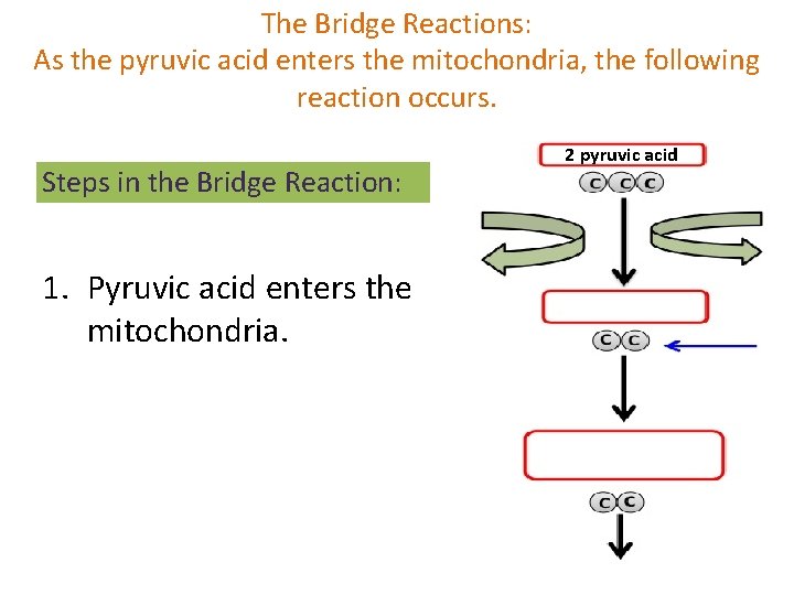 The Bridge Reactions: As the pyruvic acid enters the mitochondria, the following reaction occurs.