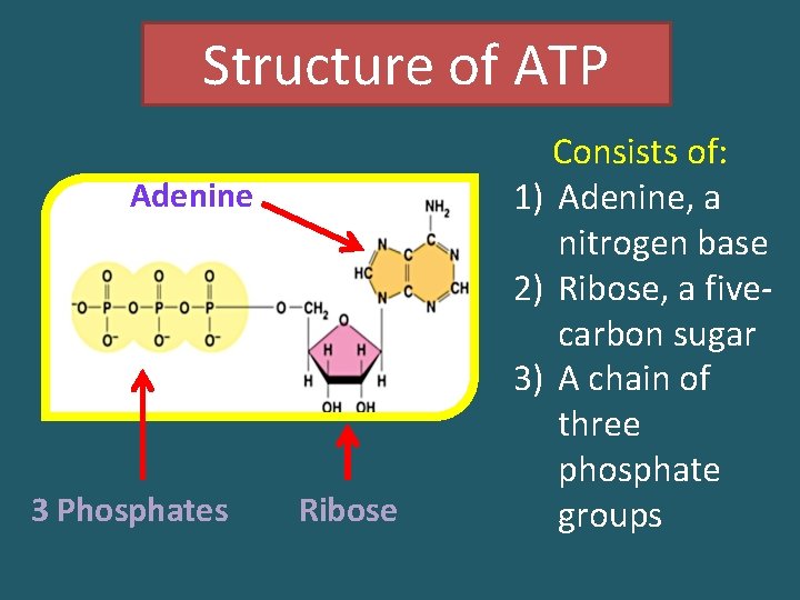 Structure of ATP Adenine 3 Phosphates Ribose Consists of: 1) Adenine, a nitrogen base