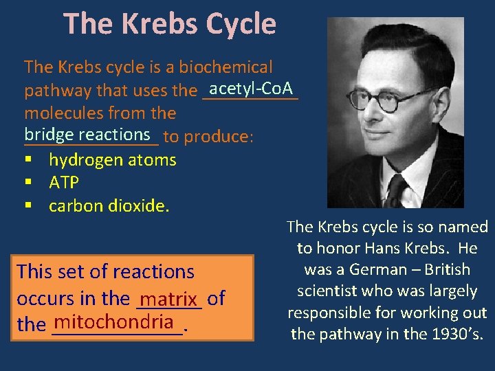 The Krebs Cycle The Krebs cycle is a biochemical acetyl-Co. A pathway that uses