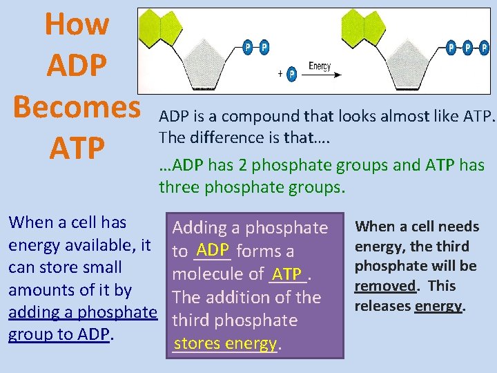 How ADP Becomes ATP ADP is a compound that looks almost like ATP. The