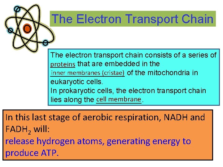 The Electron Transport Chain The electron transport chain consists of a series of ______