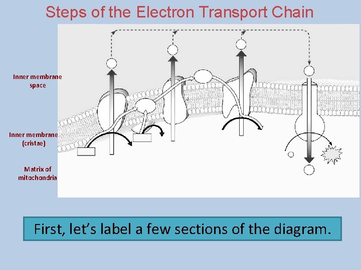Steps of the Electron Transport Chain Inner membrane space Inner membrane (cristae) Matrix of