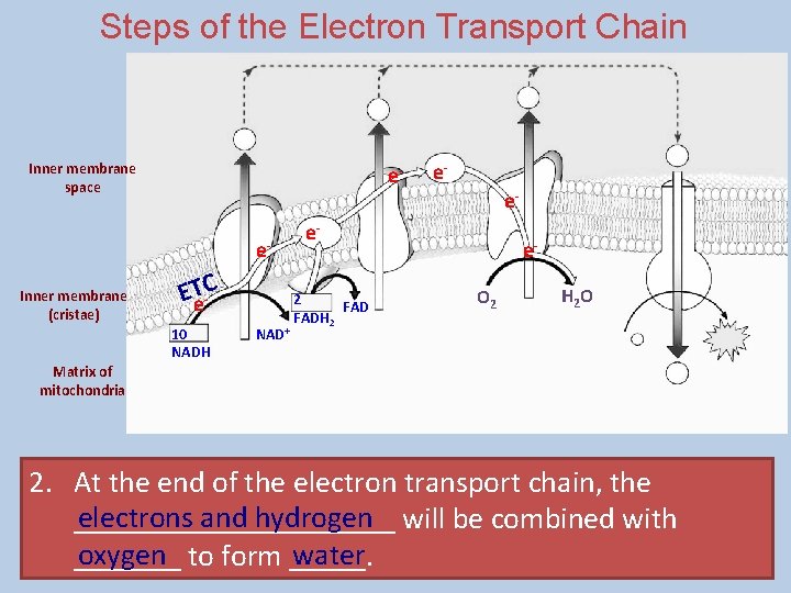 Steps of the Electron Transport Chain Inner membrane space ee- Inner membrane (cristae) ETe-C