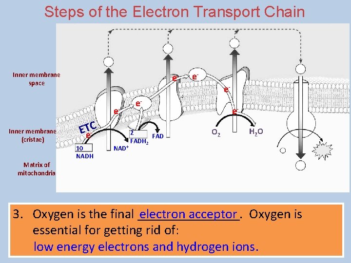 Steps of the Electron Transport Chain Inner membrane space ee- Inner membrane (cristae) ETe-C