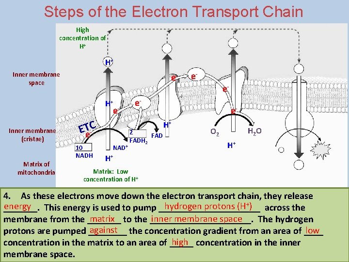 Steps of the Electron Transport Chain High concentration of H+ H+ Inner membrane space