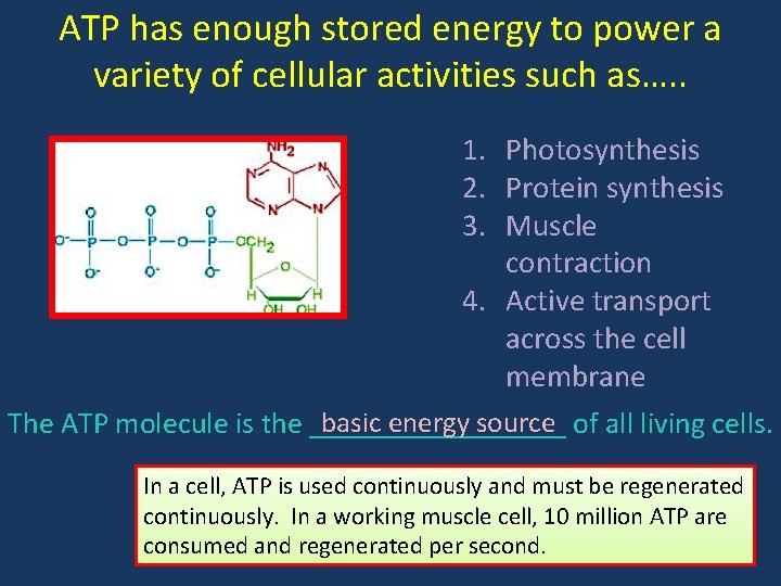ATP has enough stored energy to power a variety of cellular activities such as….