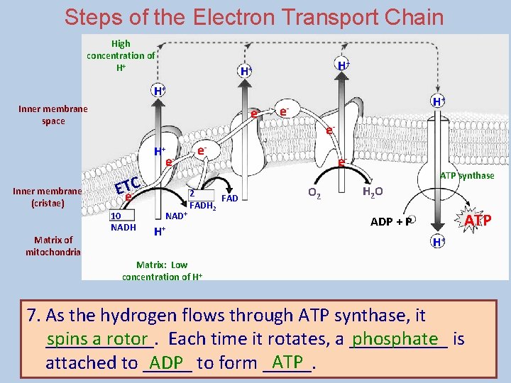 Steps of the Electron Transport Chain High concentration of H+ H+ Inner membrane space