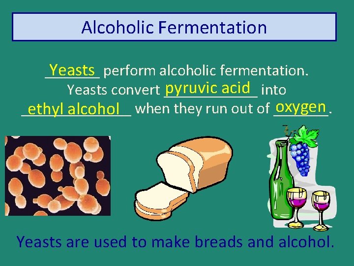 Alcoholic Fermentation Yeasts _______ perform alcoholic fermentation. pyruvic acid Yeasts convert ______ into oxygen