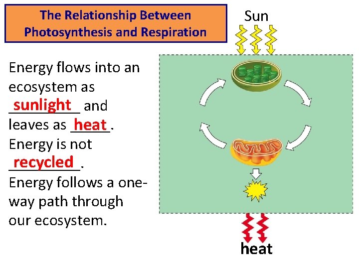 The Relationship Between Photosynthesis and Respiration Sun Energy flows into an ecosystem as sunlight