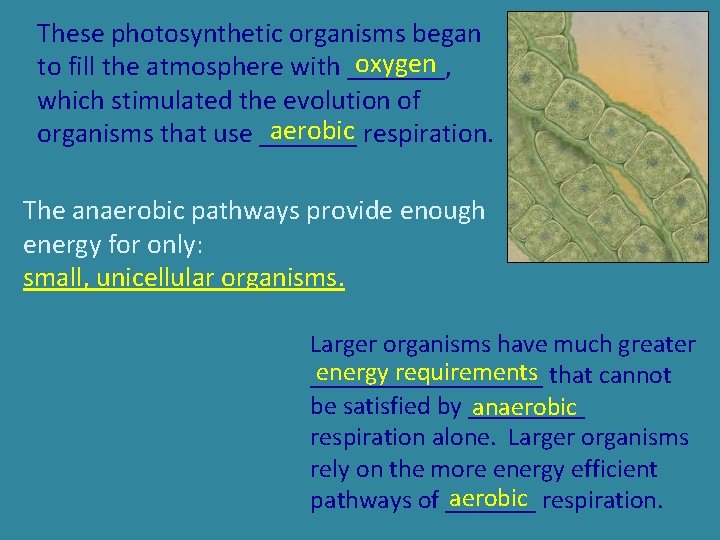 These photosynthetic organisms began oxygen to fill the atmosphere with _______, which stimulated the