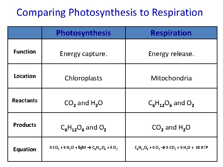 Comparing Photosynthesis to Respiration Photosynthesis Respiration Function Energy capture. Energy release. Location Chloroplasts Mitochondria