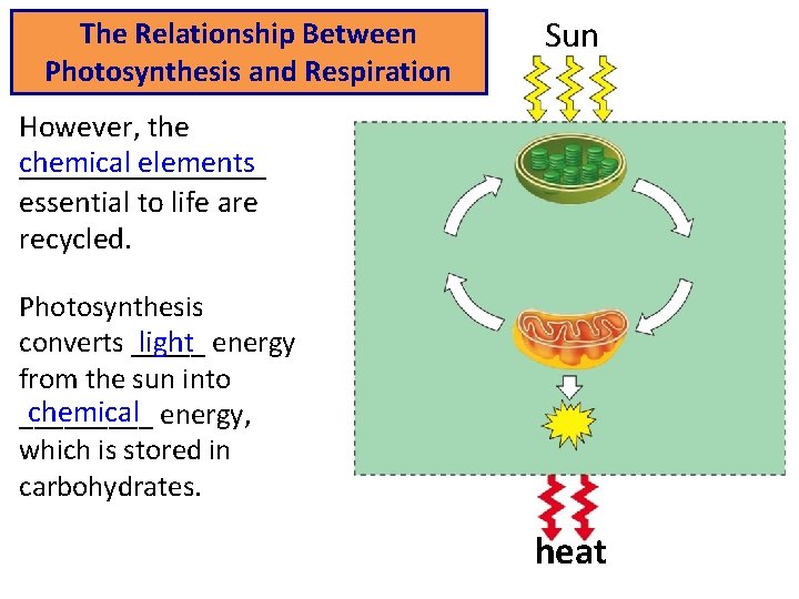 The Relationship Between Photosynthesis and Respiration Sun However, the chemical elements ________ essential to