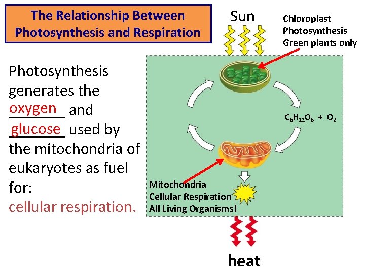 The Relationship Between Photosynthesis and Respiration Photosynthesis generates the oxygen _______ and glucose _______