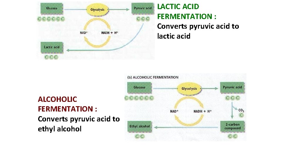 LACTIC ACID FERMENTATION : Converts pyruvic acid to lactic acid ALCOHOLIC FERMENTATION : Converts