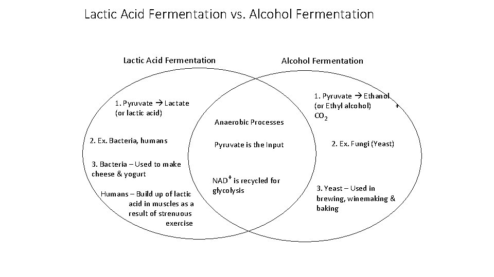 Lactic Acid Fermentation vs. Alcohol Fermentation Lactic Acid Fermentation 1. Pyruvate Lactate (or lactic