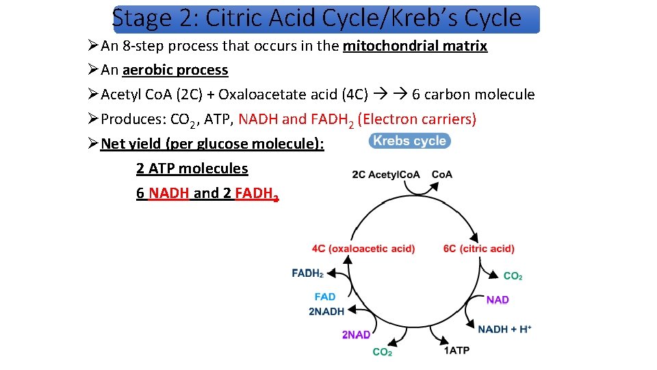 Stage 2: Citric Acid Cycle/Kreb’s Cycle ØAn 8 -step process that occurs in the