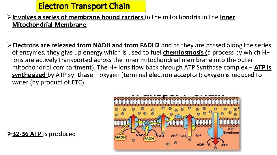 Electron Transport Chain ØInvolves a series of membrane bound carriers in the mitochondria in