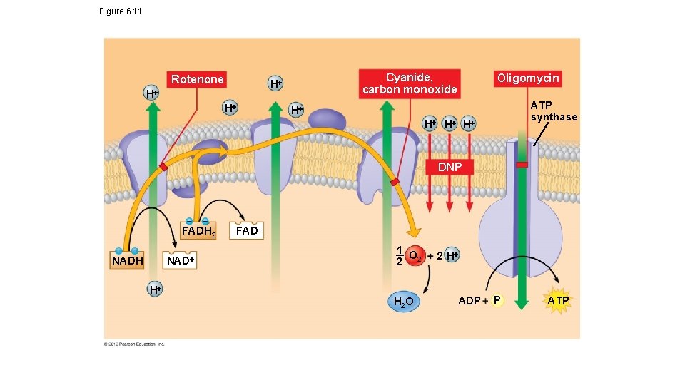 Figure 6. 11 Rotenone Cyanide, carbon monoxide H H H Oligomycin ATP synthase H