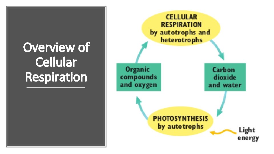 Overview of Cellular Respiration 