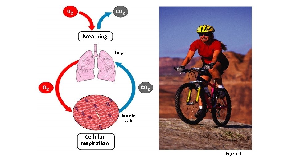 Breathing Lungs Muscle cells Cellular respiration Figure 6. 4 