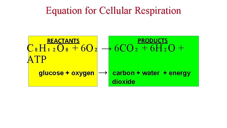 Equation for Cellular Respiration PRODUCTS REACTANTS C₆H₁₂O₆ + 6 O₂ → 6 CO₂ +