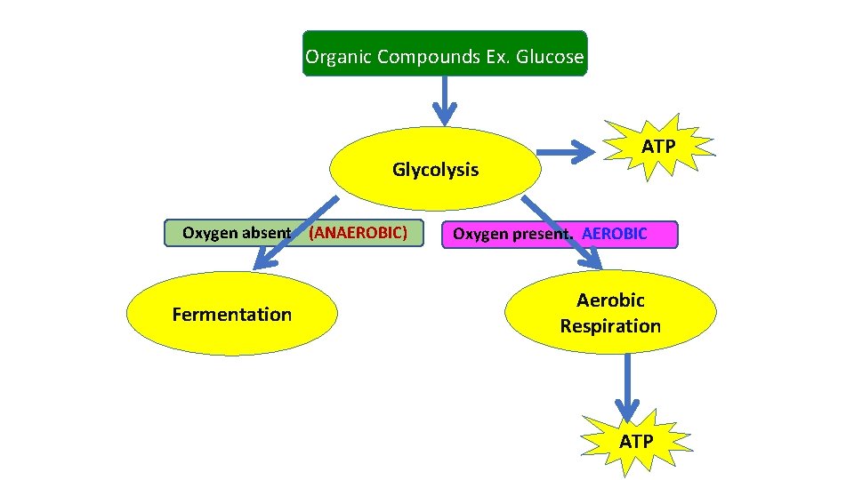 Organic Compounds Ex. Glucose Glycolysis Oxygen absent (ANAEROBIC) Fermentation ATP Oxygen present. AEROBIC Aerobic