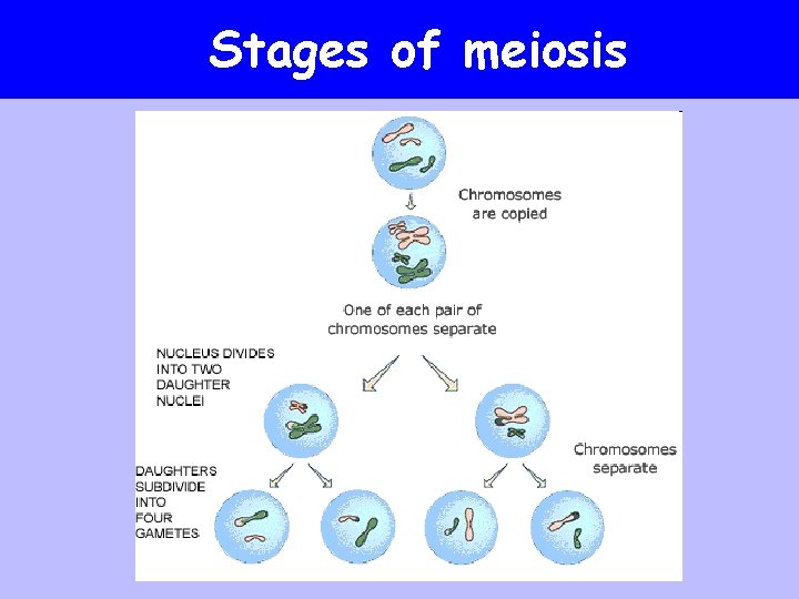 Stages of meiosis 
