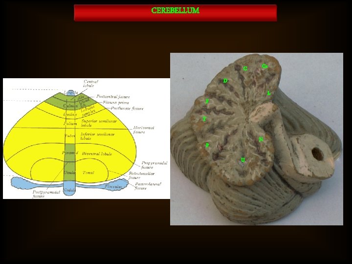 CEREBELLUM C Ce D L F T N P U 