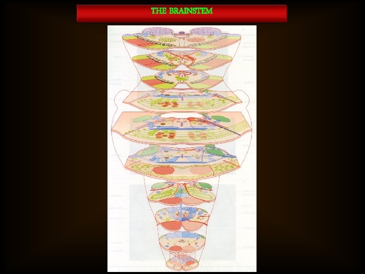 THE BRAINSTEM 