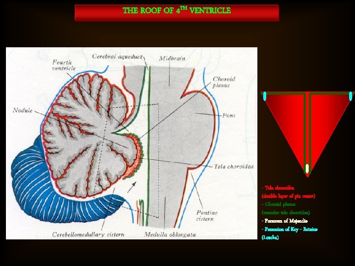 THE ROOF OF 4 TH VENTRICLE - Tela choroidea (double layer of pia mater)