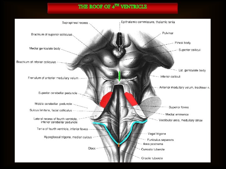 THE ROOF OF 4 TH VENTRICLE 