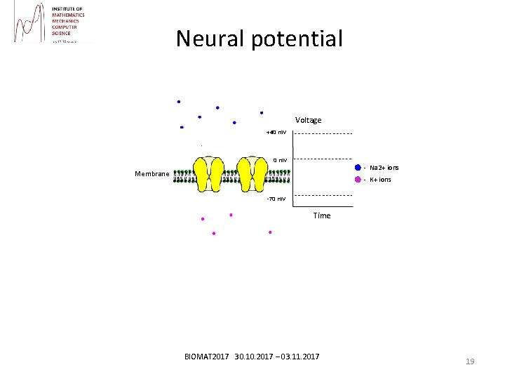 Neural potential Brain model Voltage +40 m. V - Na 2+ ions Membrane -