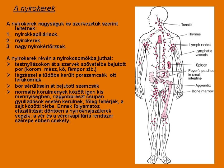 A nyirokerek nagyságuk és szerkezetük szerint lehetnek: 1. nyirokkapillárisok, 2. nyirokerek, 3. nagy nyirokértörzsek.