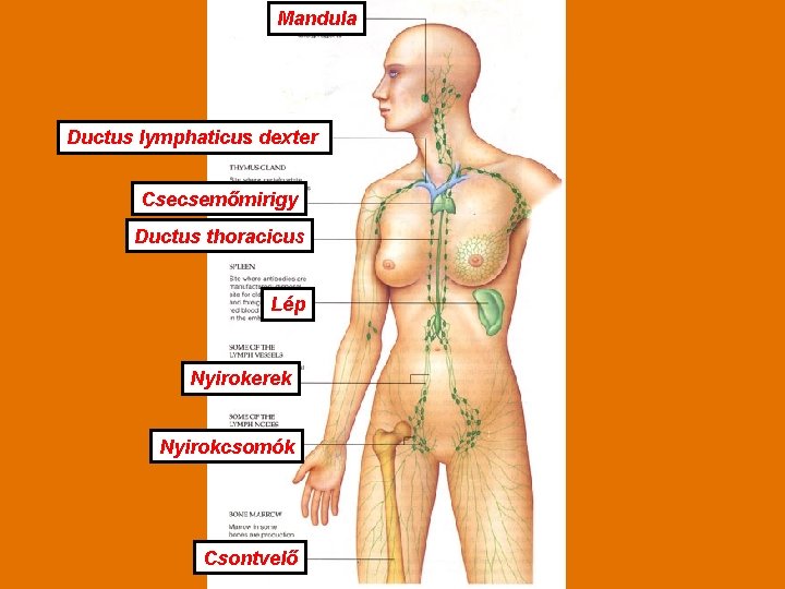 Mandula Ductus lymphaticus dexter Csecsemőmirigy Ductus thoracicus Lép Nyirokerek Nyirokcsomók Csontvelő 