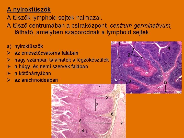 A nyiroktüszők A tüszők lymphoid sejtek halmazai. A tüsző centrumában a csíraközpont, centrum germinativum,