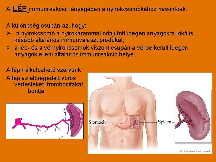 A LÉP immunreakciói lényegében a nyirokcsomókéhoz hasonlóak. A különbség csupán az, hogy: Ø a