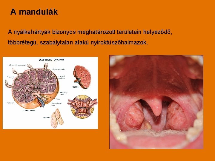 A mandulák A nyálkahártyák bizonyos meghatározott területein helyeződő, többrétegű, szabálytalan alakú nyiroktüszőhalmazok. 