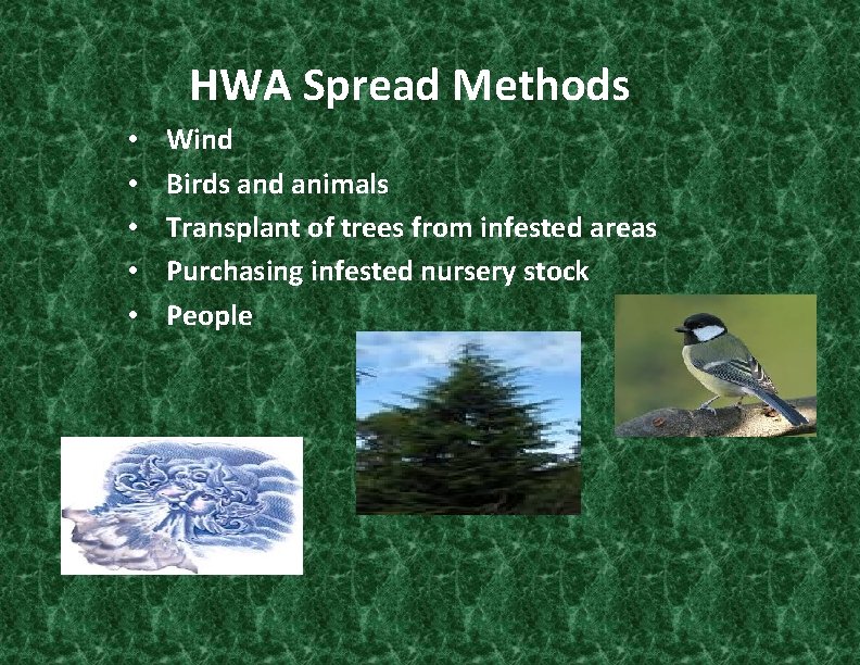 HWA Spread Methods • • • Wind Birds and animals Transplant of trees from