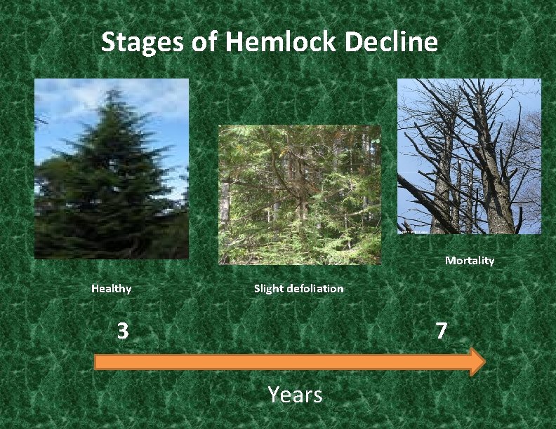 Stages of Hemlock Decline Mortality Healthy Slight defoliation 7 3 Years 