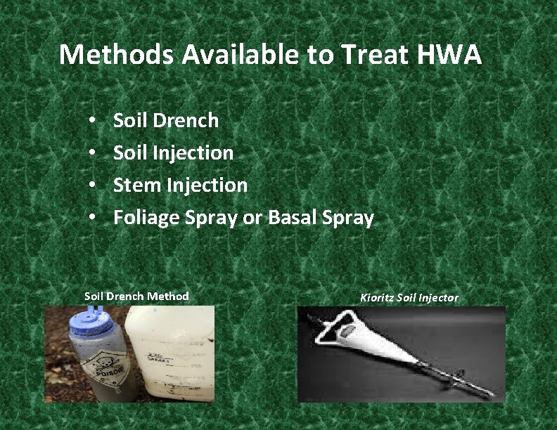 Methods Available to Treat HWA • • Soil Drench Soil Injection Stem Injection Foliage