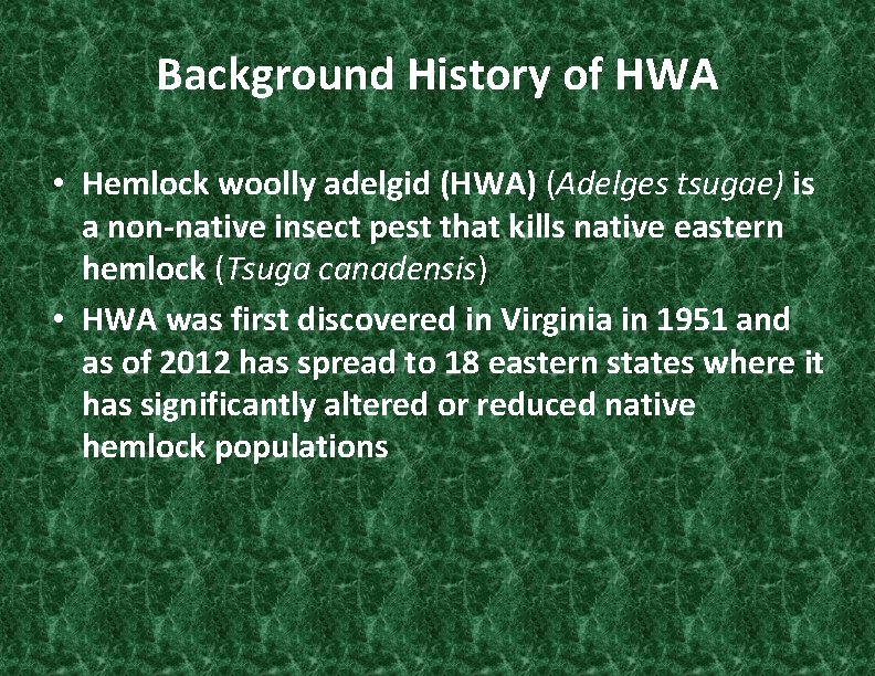 Background History of HWA • Hemlock woolly adelgid (HWA) (Adelges tsugae) is a non-native