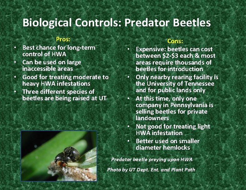 Biological Controls: Predator Beetles • • Pros: Best chance for long-term control of HWA