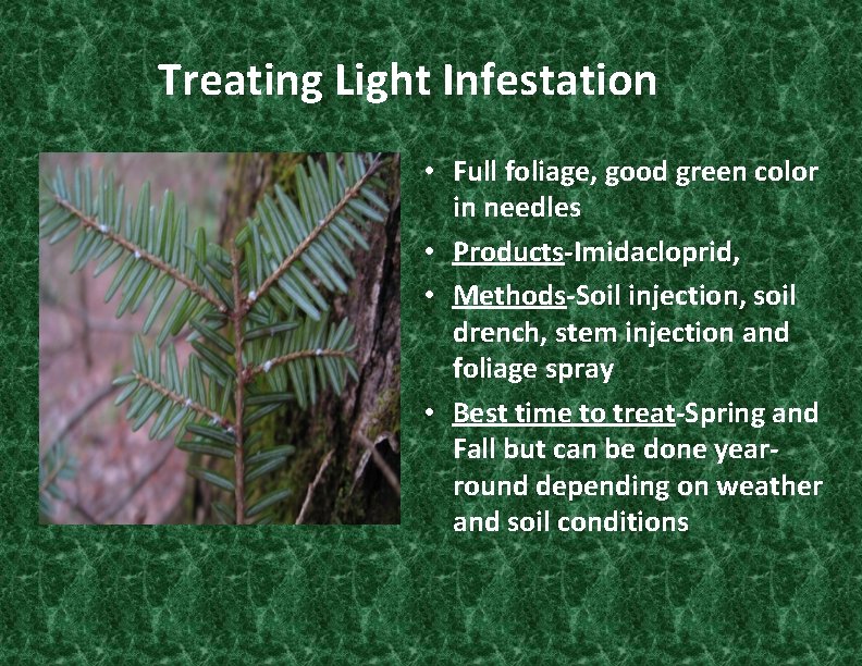 Treating Light Infestation • Full foliage, good green color in needles • Products-Imidacloprid, •