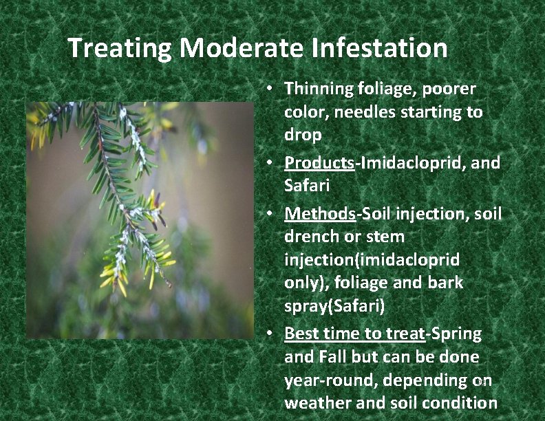 Treating Moderate Infestation • Thinning foliage, poorer color, needles starting to drop • Products-Imidacloprid,