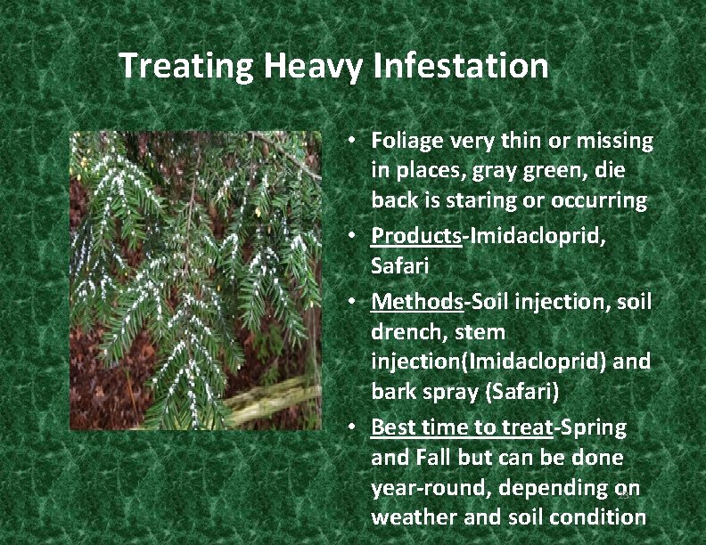 Treating Heavy Infestation • Foliage very thin or missing in places, gray green, die
