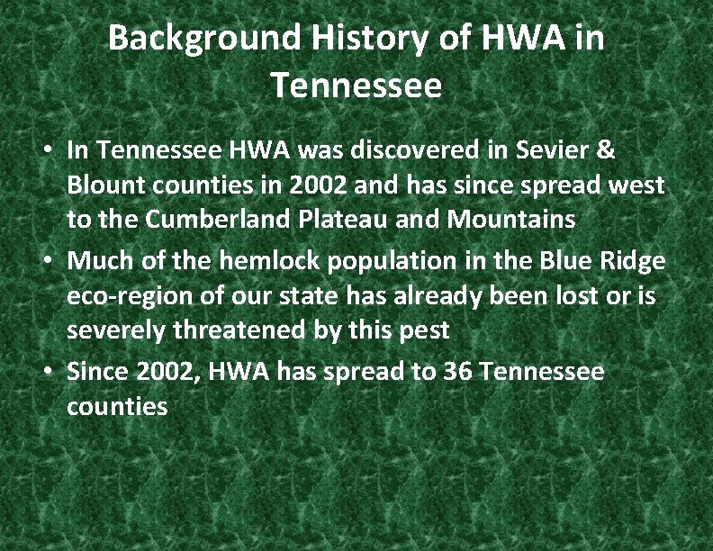 Background History of HWA in Tennessee • In Tennessee HWA was discovered in Sevier